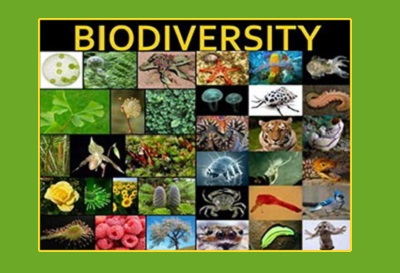 روز جهانی تنوع زیستی