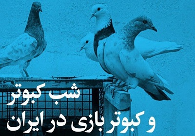 برگزاری شب کبوتر و کبوتربازی در ایران