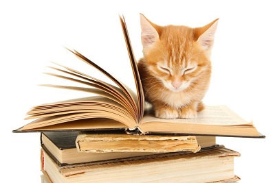 سه گربه مشهور کتابخانه ها در دنیا